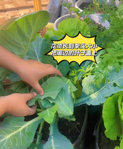 花菜要怎么种植 花菜要怎么种植