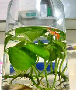 绿萝花盆可以养什么鱼 绿萝花盆可以养什么鱼