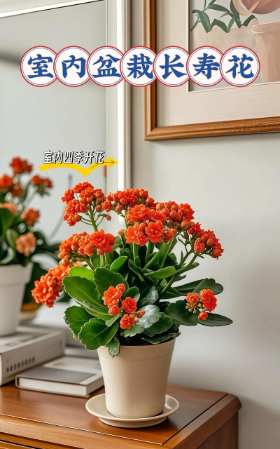 什么室内花好养不怕冻 什么室内花好养不怕冻