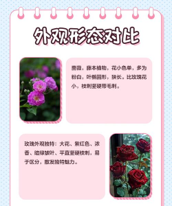 蔷薇花与什么花接近 蔷薇花与什么花接近