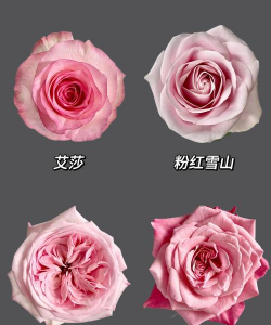 粉玫瑰花是什么品种 粉玫瑰花是什么品种