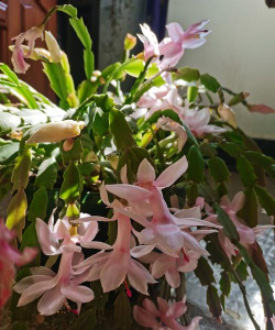 蟹爪兰什么地方有 蟹爪兰什么地方有