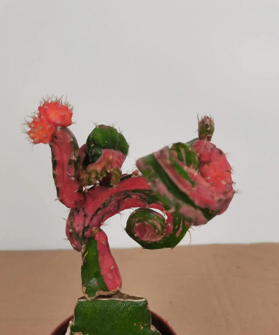 龙凤牡丹怎么种植 龙凤牡丹怎么种植