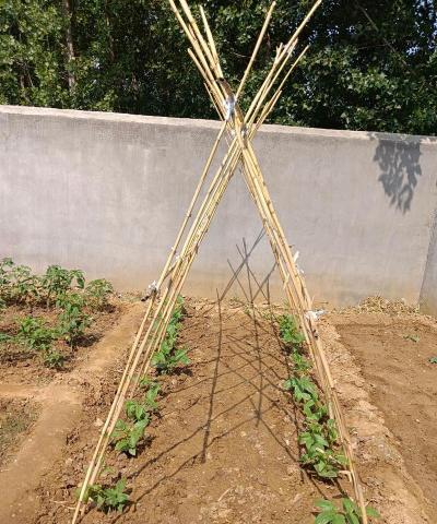 种植户怎么搭架 种植户怎么搭架