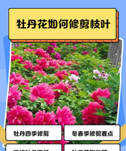 牡丹什么时候剪枝怎么剪 牡丹什么时候剪枝怎么剪