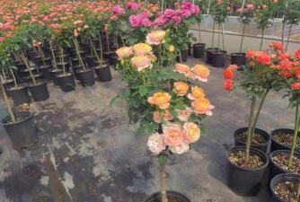 月季杆怎么种植 月季杆怎么种植