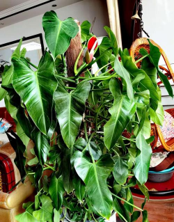 绿宝石花用什么土壤 绿宝石花用什么土壤