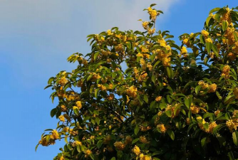 桂花的花朵是什么样子 桂花的花朵是什么样子