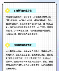 水生薄荷怎么种植 水生薄荷怎么种植