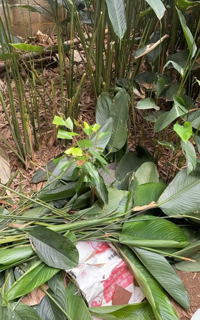 广西怎么种植榴莲 广西怎么种植榴莲