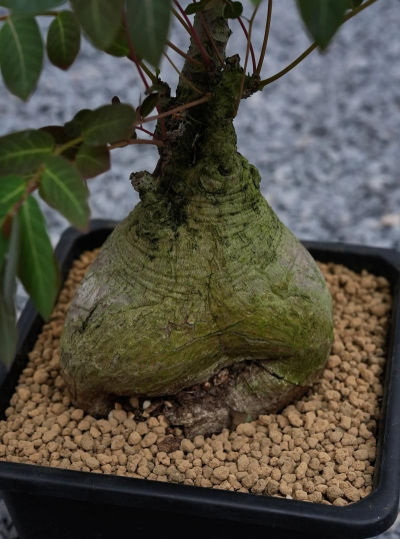 油柑盆景怎么种植 油柑盆景怎么种植