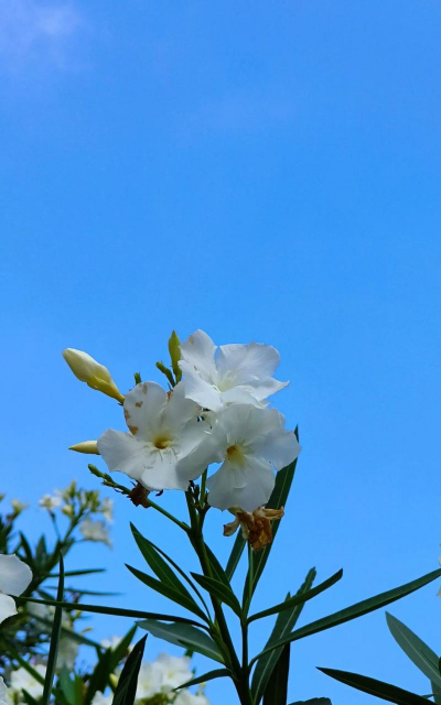 竹夹桃什么时候开花 竹夹桃什么时候开花