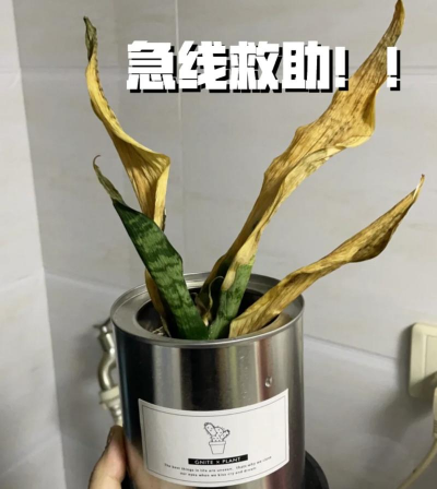 虎皮兰突然死了是为什么 虎皮兰突然死了是为什么