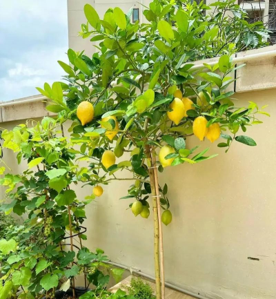 什么花耐寒好养活在室外 什么花耐寒好养活在室外