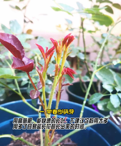 月季在什么时候需要追肥 月季在什么时候需要追肥