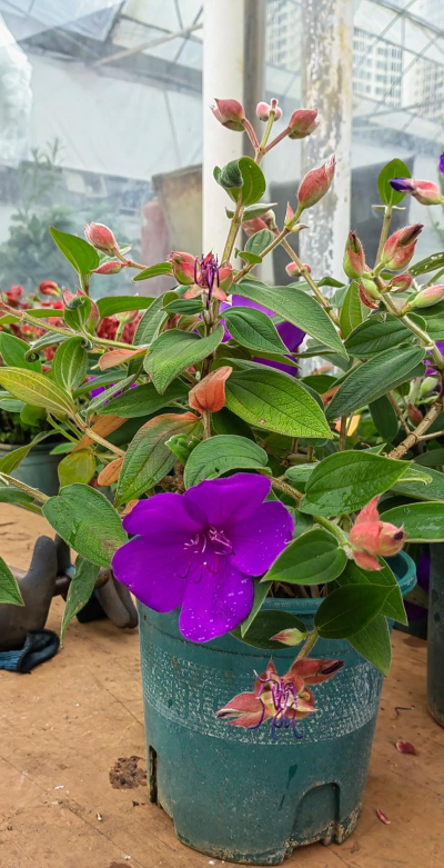 紫牡丹怎么种植 紫牡丹怎么种植