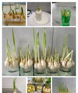 糖蒜怎么种植技术 糖蒜怎么种植技术