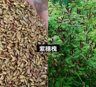 紫穗槐籽怎么种植 紫穗槐籽怎么种植
