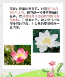 荷花开放在什么时候 荷花开放在什么时候