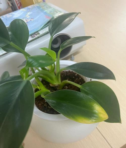 金钻为什么叶子发黄死了 金钻为什么叶子发黄死了