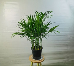 养凤尾竹用什么盆 养凤尾竹用什么盆