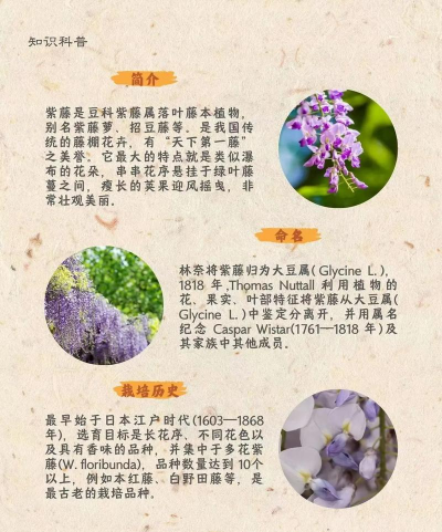 紫藤是怎么种植 紫藤是怎么种植