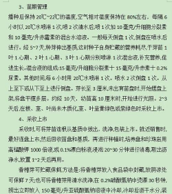 香椿应该怎么种植 香椿应该怎么种植