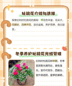 杜鹃花什么温度能开花 杜鹃花什么温度能开花