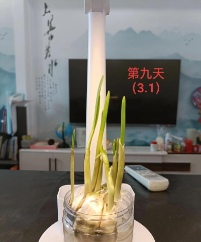 泡水蒜怎么种植 泡水蒜怎么种植