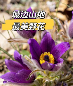 白头翁花是什么花 白头翁花是什么花