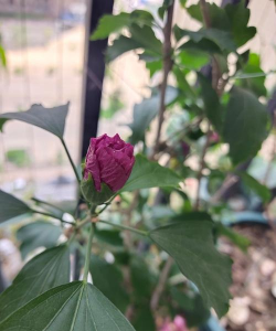 朱槿花花骨朵脱落为什么 朱槿花花骨朵脱落为什么