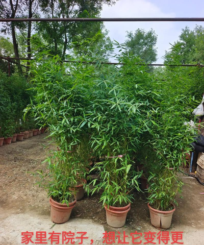 院里竹子怎么种植 院里竹子怎么种植