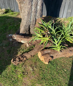 芦荟怎么种植嫁接 芦荟怎么种植嫁接
