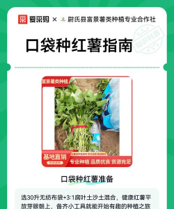 红薯口袋怎么种植 红薯口袋怎么种植