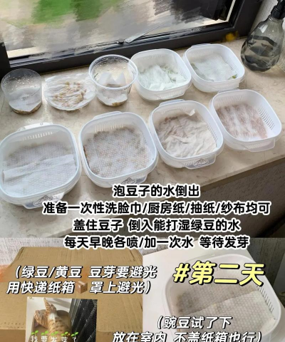豌豆怎么萌芽种植 豌豆怎么萌芽种植