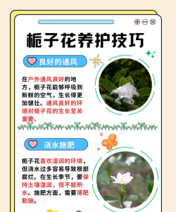 栀子花开花是什么季节 栀子花开花是什么季节