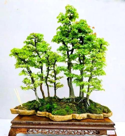 盆景为什么用土少 盆景为什么用土少