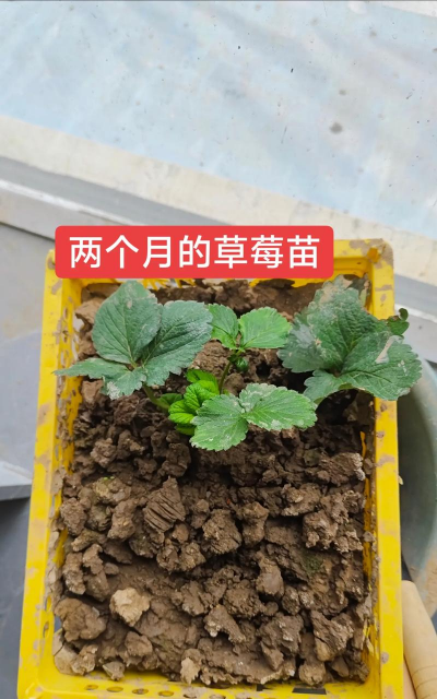 怎么种植移植草莓 怎么种植移植草莓