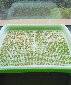 猫猫小草怎么种植 猫猫小草怎么种植