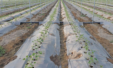 种地地膜怎么种植 种地地膜怎么种植