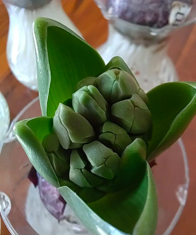 风信子里面放什么土 风信子里面放什么土