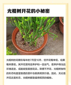 棍树怎么种植 棍树怎么种植