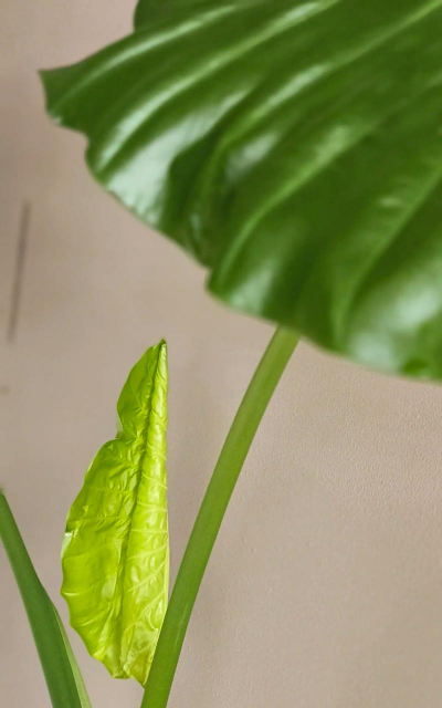 滴水观音植物有什么用 滴水观音植物有什么用