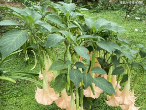 曼陀罗植物是什么样的 曼陀罗植物是什么样的