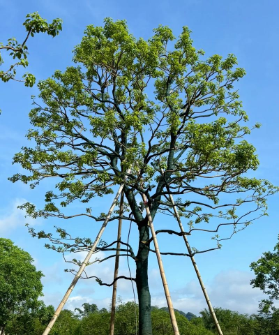 冬青树长得什么样子 冬青树长得什么样子