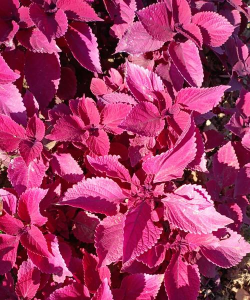 红边叶子的花是什么花 红边叶子的花是什么花