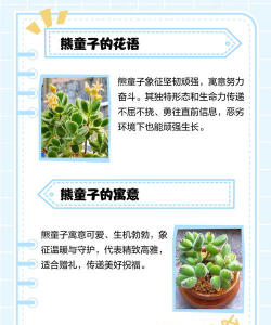 熊童子用什么土养好 熊童子用什么土养好