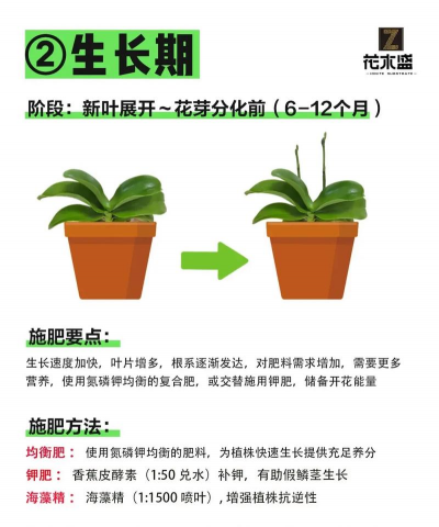 兰花分株要到什么时候 兰花分株要到什么时候