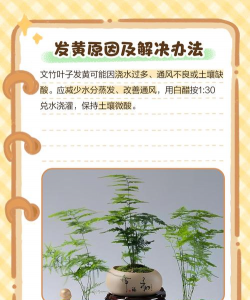 我的文竹为什么变黄了 我的文竹为什么变黄了