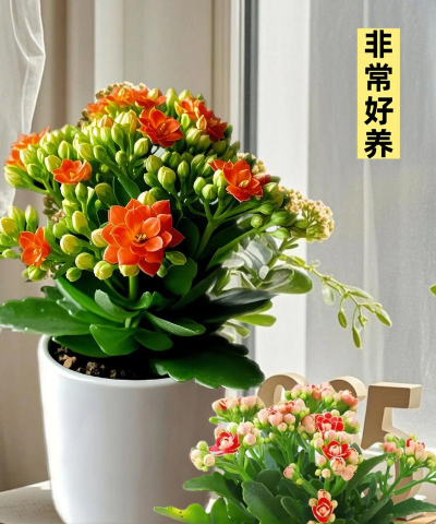 冬天养什么花最适合 冬天养什么花最适合